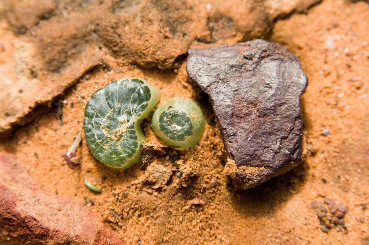 Gecko Rock Private Nature Reserve Goedgemoed Bagian luar foto